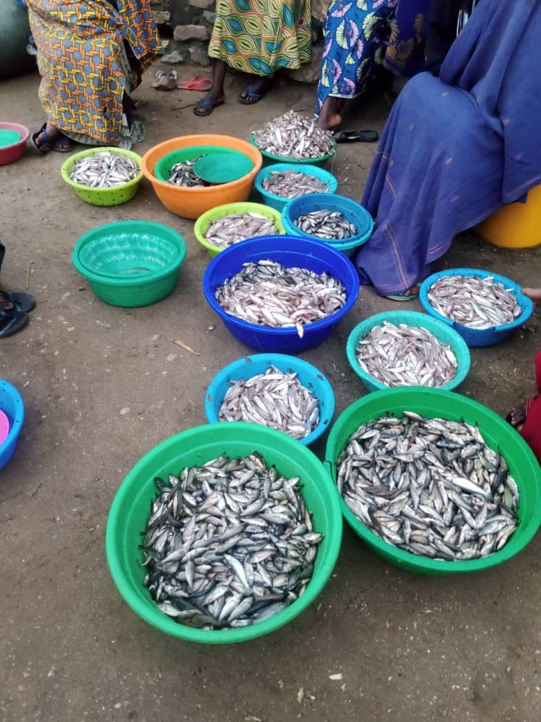 IDJWI: COSAWOH Sensibilise des populations riveraines du lac Kivu sur la protection écologique des frayères dans les zones de pêche du territoire insulaire d’Idjwi